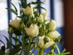 Białe róże<p>Kwiaty odzwierciedlają przyjazną naturę Pani Zosi. Znając umiłowanie do pielęgnacji, jubilatka będzie cieszyła się nimi jeszcze bardzo długo.<p>